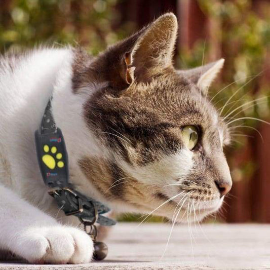 Traceur GPS Pour Chat et Animaux de Compagnie