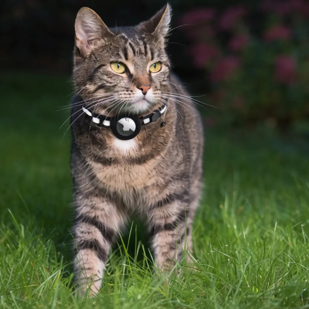 PawTrackr - Recevez des mises à jour instantanées sur la localisation de votre chat à tout moment, partout