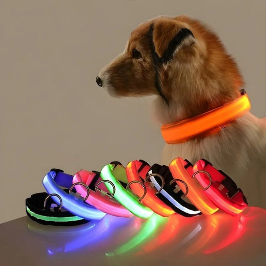 Collier et laisse lumineux pour chien