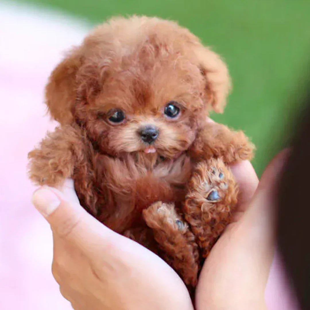 Peluche Chien Enfant