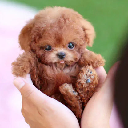 Peluche Chien Enfant