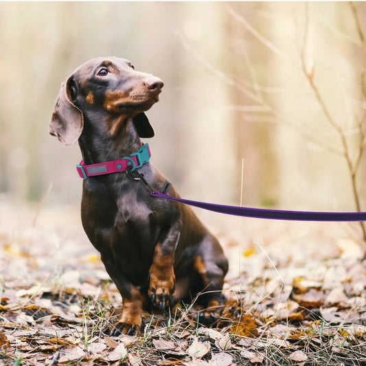 Extra Long Waterproof Dog Lead with Comfy Handle