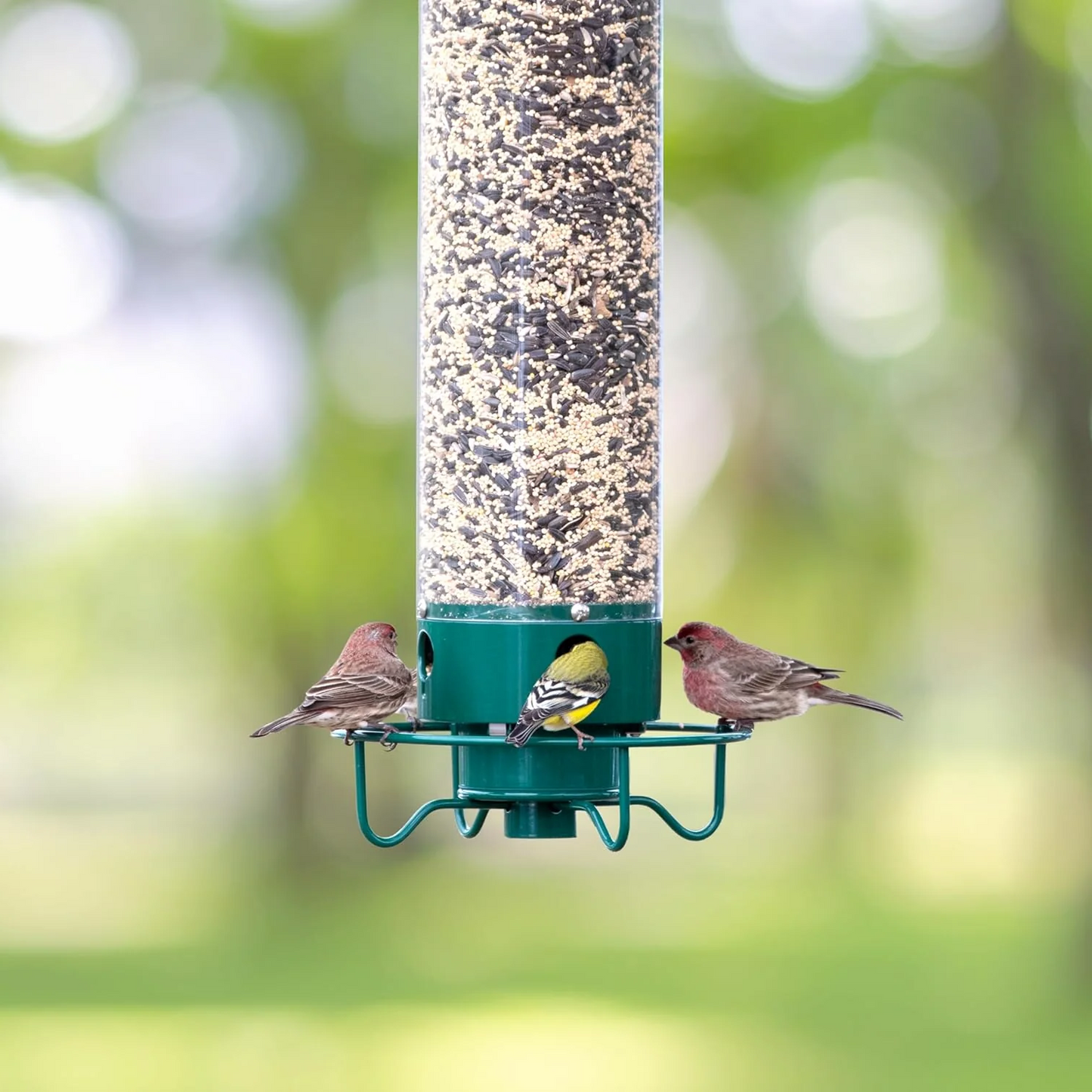 Mangeoire à Oiseaux en Métal Anti-Écureuils