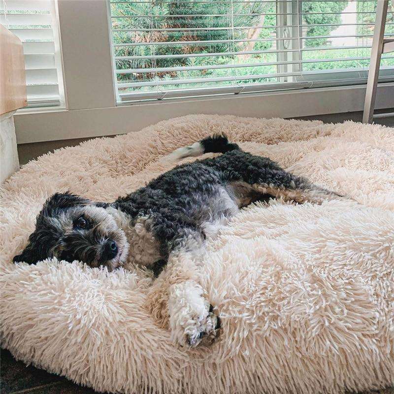 Panier pour Chien