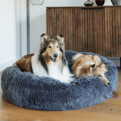 Panier pour Chien