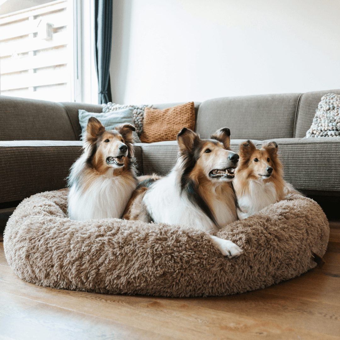 Panier pour Chien