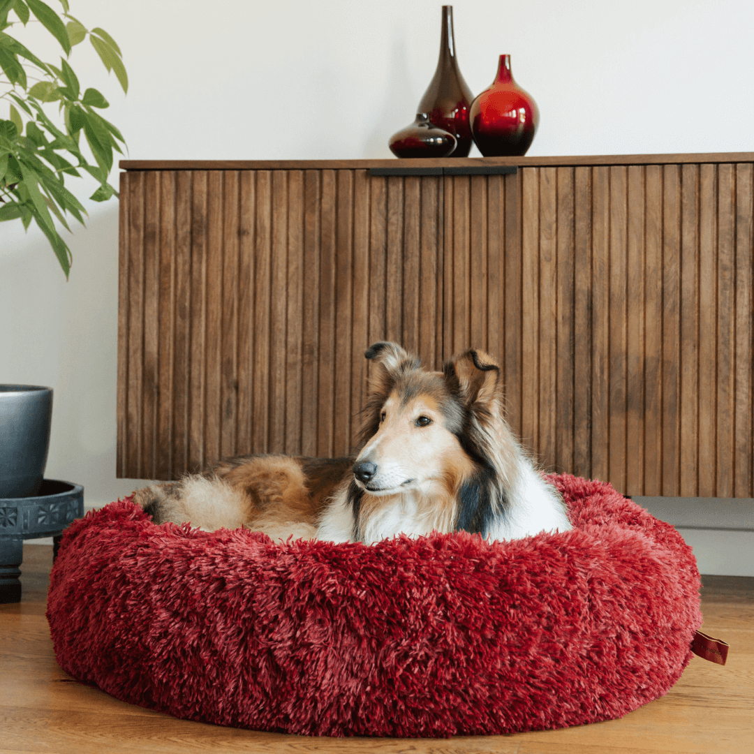 Panier pour Chien