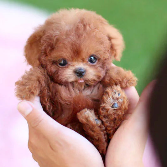 Realistic Interactive Robot Puppy for Home Companionship – coloris Brown
