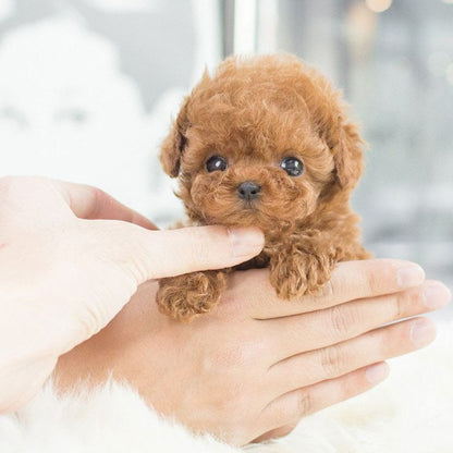 Chien Robot Interactif Réaliste